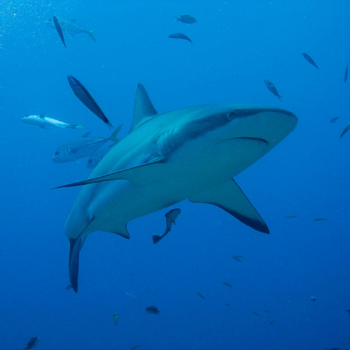 Requin blanc